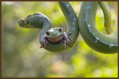 ЛЯГУШКА И ЗМЕЯ