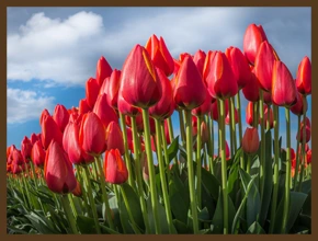 СЕРДЦЕ, РАЗБУЖЕННОЕ ЦВЕТАМИ