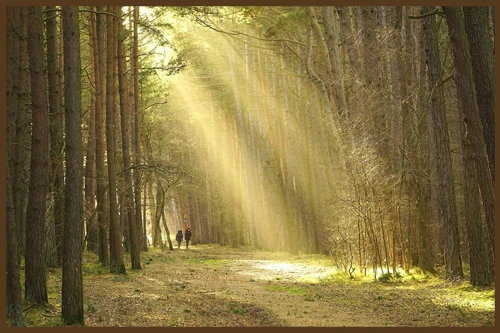 МЕДА БОЧКА И ХЛЕБА КУСОЧЕК