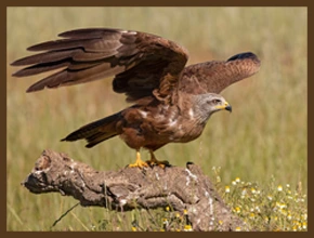 ՀԵՏԱՊՆԴՈւՄ