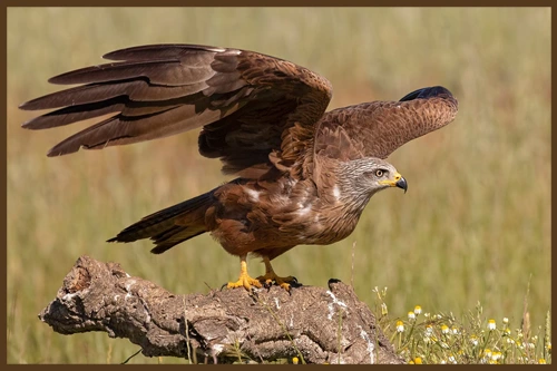 ՀԵՏԱՊՆԴՈւՄ