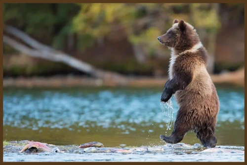 МЕДВЕДЬ - ОТВЕТЬ!