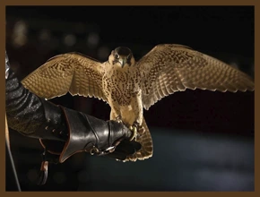 ԲԱԶԵՆ ՀԱՐԳԱՆՔ Է ՊԱՀԱՆՋՈՒՄ